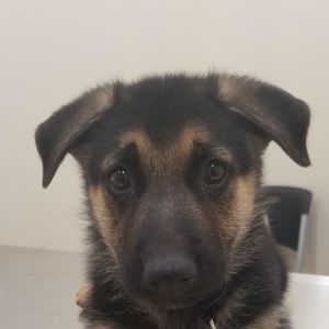 Meet your Posher, Alec